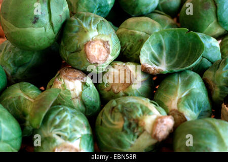 Chou de Bruxelles (Brassica oleraceae var. gemmifera), chou de Bruxelles Banque D'Images