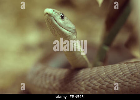 Le Mamba noir (Dendroaspis polylepis), portrait Banque D'Images