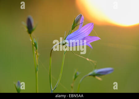 Bellflower (Campanula patula propagation), fleurs au coucher du soleil, de l'Allemagne, de Bavière, Oberpfalz Banque D'Images