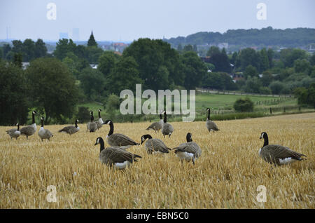 Bernache du Canada (Branta canadensis), la recherche de nourriture sur un troupeau de maïs récolté, en Allemagne, en Rhénanie du Nord-Westphalie, Ruhr, Castrop-Rauxel Banque D'Images