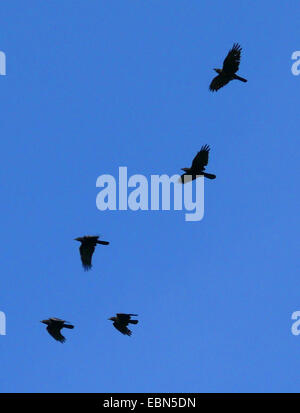 Corneille noire (Corvus corone, Corvus corone corone), flying flock Banque D'Images