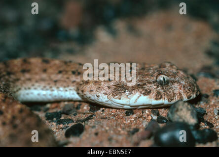 Desert death adder (Acanthophis pyrrhus), portrait Banque D'Images