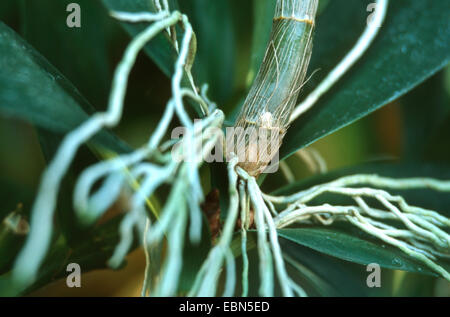 Orchidée dendrobium delicatum (antilope), des racines aériennes Banque D'Images