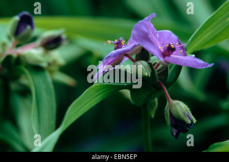 Tradescantie de Virginie (Tradescantia virginiana), blooming Banque D'Images