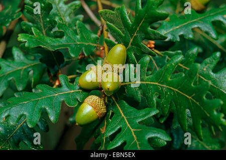 Chêne des Pyrénées (Quercus pyrenaica), de la direction générale avec les glands Banque D'Images