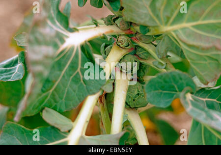 Chou de Bruxelles (Brassica oleraceae var. gemmifera), les choux de bruxelles Banque D'Images