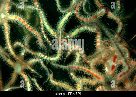 Brittlestar Ophiothrix fragilis (commune) Banque D'Images