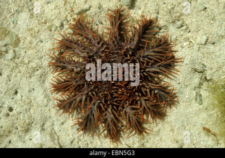 La couronne d'étoile de mer Acanthaster planci, assis sur le lit de la mer de sable Banque D'Images