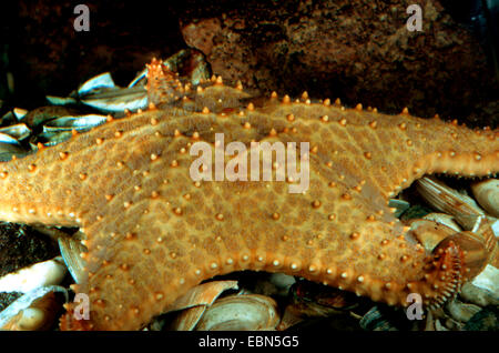 Pentaceraster mamillatus (Pentaceraster mamillatus), assis sur le lit de la mer sur les restes de mangé des coquillages Banque D'Images