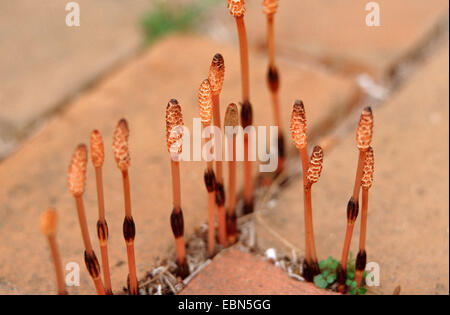 La prêle des champs (Equisetum arvense), sporophylles entre pavés, Allemagne Banque D'Images