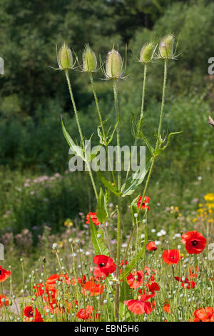 Cardère sauvage, cardère à foulon, cardère commun, commun teazle (Dipsacus fullonum, Dipsacus sylvestris), qui fleurit dans un champ de coquelicots, Allemagne Banque D'Images