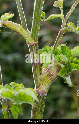 La commune, Berce du Caucase, Berce du Caucase, American cow-panais (Heracleum sphondylium), feuille avec la gaine des feuilles, Allemagne Banque D'Images