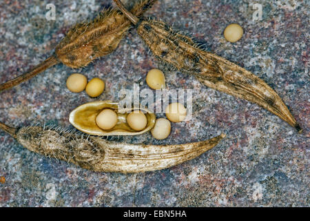 La moutarde blanche (Sinapis alba, Brassica alba), venu ouvrir les fruits de graines sur le terrain Banque D'Images