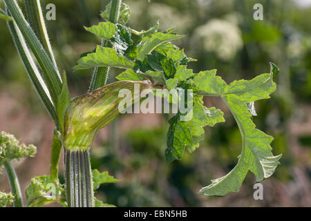 La commune, Berce du Caucase, Berce du Caucase, American cow-panais (Heracleum sphondylium), feuille avec la gaine des feuilles, Allemagne Banque D'Images