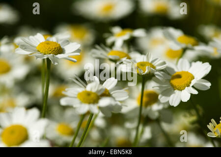 Featherfew, grande camomille, plumes-leaf (Tansy Tanacetum parthenium, Chrysanthemum parthenium), blooming, Allemagne Banque D'Images