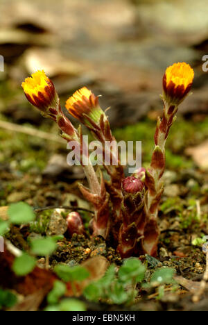 Colt's-foot, âne (Tussilago farfara), blooming, Allemagne Banque D'Images