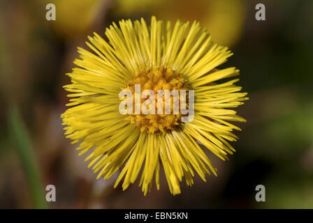 Colt's-foot, âne (Tussilago farfara), blooming, Allemagne Banque D'Images