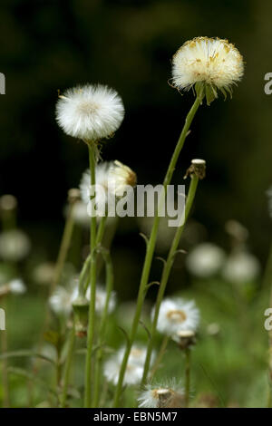 Colt's-foot, âne (Tussilago farfara), la fructification, Allemagne Banque D'Images