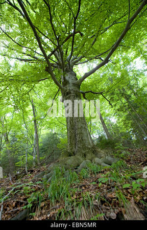 Le hêtre commun (Fagus sylvatica), le hêtre à une forêt utilisé pour la récolte du bois, de l'Allemagne, la Saxe Banque D'Images