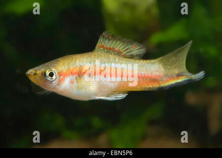 Green porte-épée (Xiphophorus helleri), Race Banque D'Images