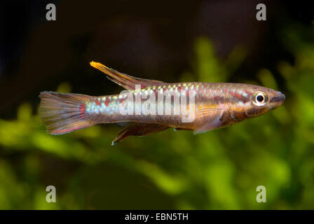 Deux-lignes ou à rayures Killi (Aphyosemion bivittatum), natation Banque D'Images