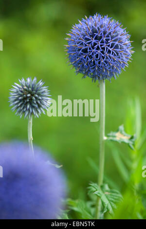 Globe thistle (Echinops spec.), blooming Banque D'Images