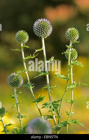 Globe bleu vif (Echinops ritro chardon ssp. ruthenicus, Echinops ruthenicus), en bouton Banque D'Images