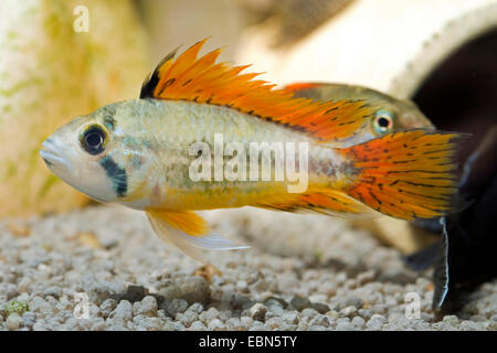 Cacatoès cichlidé nain (Apistogramma cacatuoides), race rouge double Banque D'Images