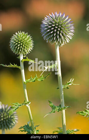 Globe bleu vif (Echinops ritro chardon ssp. ruthenicus, Echinops ruthenicus), en bouton Banque D'Images