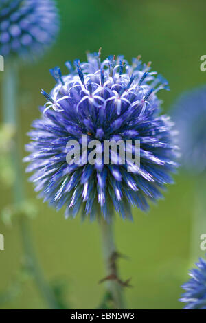 Globe bleu vif (Echinops ritro chardon ssp. ruthenicus, Echinops ruthenicus), blooming Banque D'Images