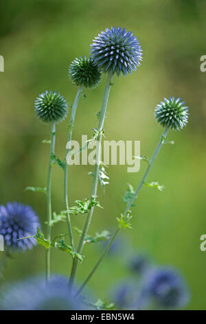 Globe bleu vif (Echinops ritro chardon ssp. ruthenicus, Echinops ruthenicus), blooming Banque D'Images