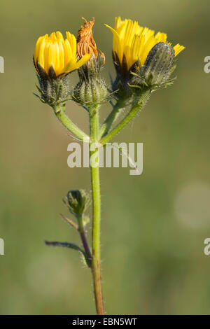 L'épervière Picris hieracioides (oxtongue), inflorescences, Allemagne Banque D'Images