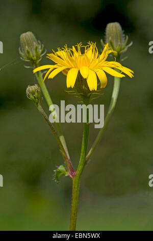 L'épervière Picris hieracioides (oxtongue), inflorescence, Allemagne Banque D'Images