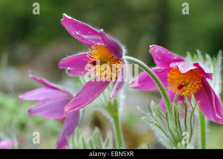 Anémone pulsatille (pulsatilla mongol ambigua), fleurs Banque D'Images