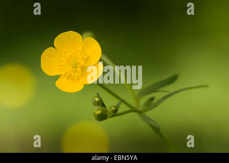 La renoncule âcre, montage vertical meadow crowfoot (Ranunculus acris), blooming, Allemagne Banque D'Images