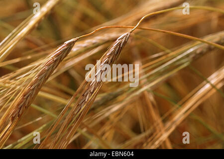 L'orge (Hordeum spontaneum), les crampons Banque D'Images