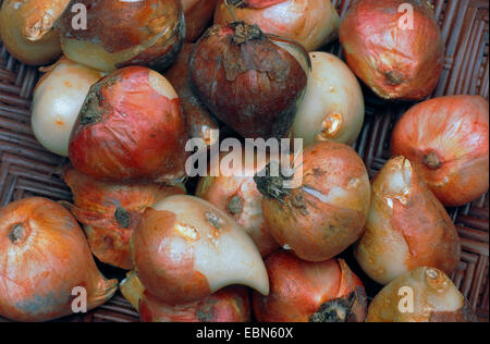 Jardin commun tulip (Tulipa Gesneriana), les bulbes du cultivar Attilla Banque D'Images