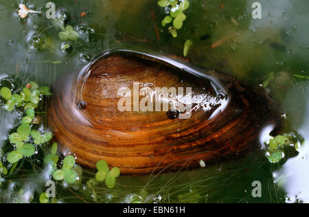 Moules du peintre (Unio pictorum, Pollicepes pictorum), couché dans shallowwater Banque D'Images