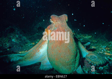Poulpe commun, Octopus, Atlantique commun européen commun poulpe (Octopus vulgaris), sur le fond marin Banque D'Images
