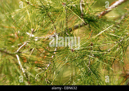 Pin (Pinus brutia turc), de la direction générale Banque D'Images