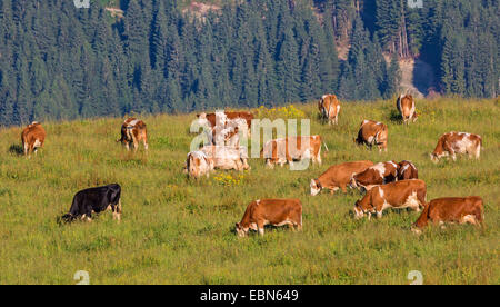 Les bovins domestiques (Bos primigenius f. taurus), sur l'alpage, l'Autriche, Kitzbuehel Banque D'Images