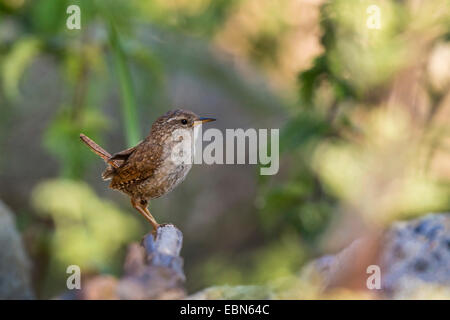 Wren eurasien (Troglodytes troglodytes), assis sur une pierre, Irlande Banque D'Images