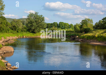 Le saumon atlantique, ouananiche, saumon atlantique du lac, ouananiche, sebago saumon (Salmo salar), le saumon, l'Irlande, l'angler Moy River Banque D'Images