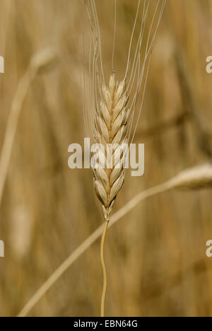 Eincorn blé (Triticum monococcum ssp. monoccocum), Spike Banque D'Images