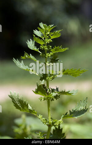 L'ortie brûlante, petite ortie, l'ortie (Urtica urens moindre), la floraison, Allemagne Banque D'Images