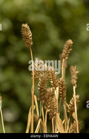 Club le blé, le blé (Triticum aestivum ssp. compactum, Triticum compactum), les crampons Banque D'Images