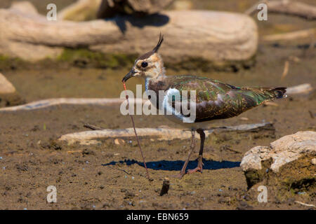 Le nord de sociable (Vanellus vanellus), extraction d'un ver de la boue, de l'Allemagne, de Bavière, le lac de Chiemsee Banque D'Images