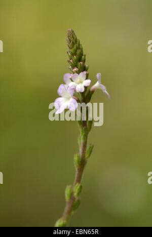 Verveine européenne, la Turquie de l'herbe, la plus simple de la joie (Verbena officinalis), l'inflorescence, Allemagne Banque D'Images