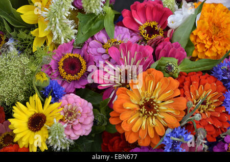 Bouquet de fleurs colorées, France, Bretagne Banque D'Images