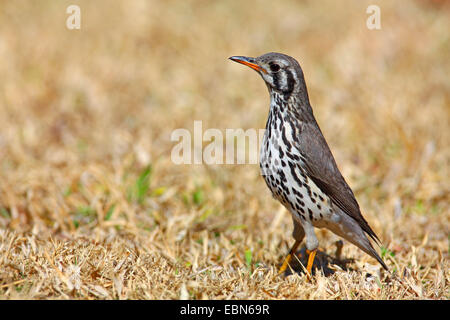 (Psophocichla litsipsirupa (groundscraper thrush), debout sur le terrain, Afrique du Sud, le Parc National de Pilanesberg Banque D'Images